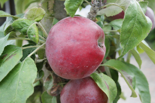 Säulenäpfel ‘Sonate’ und ‘Red River’