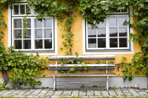 Weinreben an Hausfassade