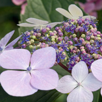 Hortensienblüten