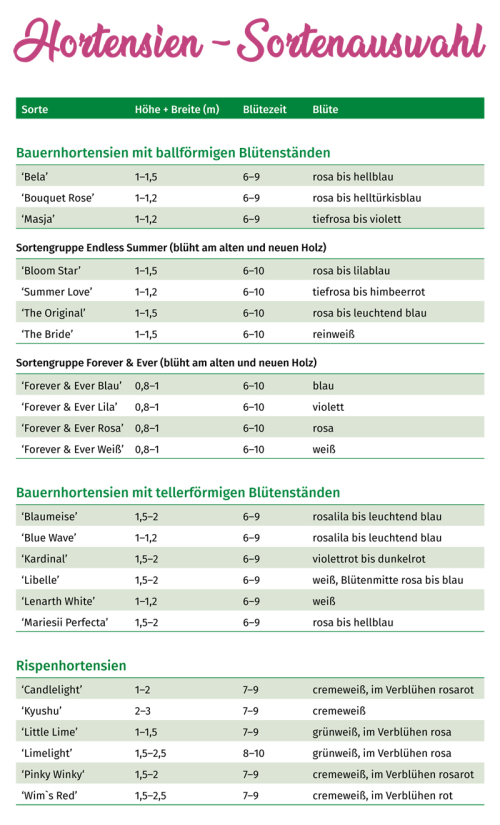 Hortensien-Sortenauswahl