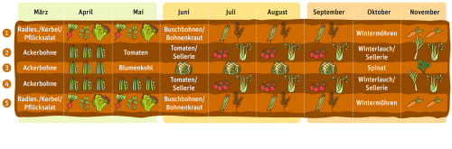 Mischkultur - Anbauplanung