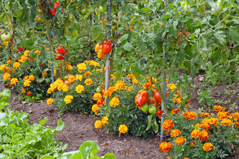 Tagetes unter Tomaten