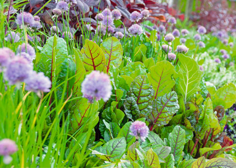 Mischkultur im Garten