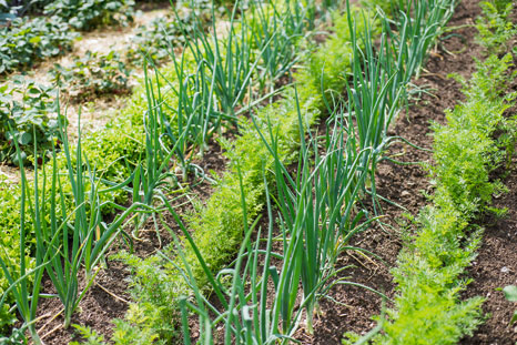 Garten - Mischkultur