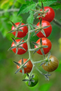 Wildtomate Rote Murmel
