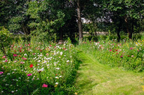 Blumenrasen