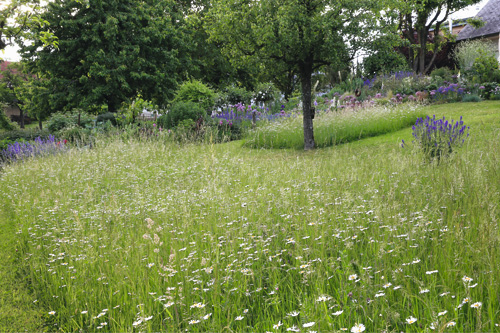 Wildblumenbereiche