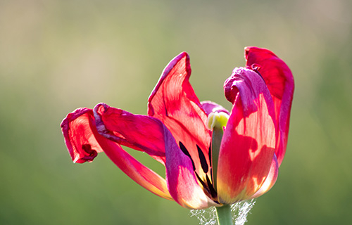 Expertentipp – Blüten fürs nächste Jahr