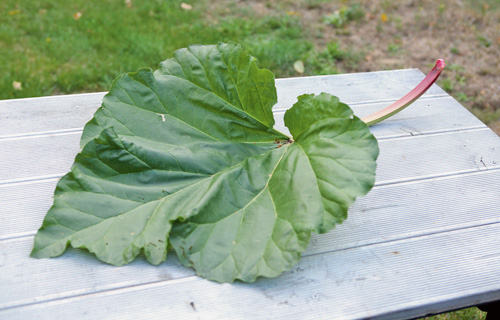 Rhabarberblatt suchen