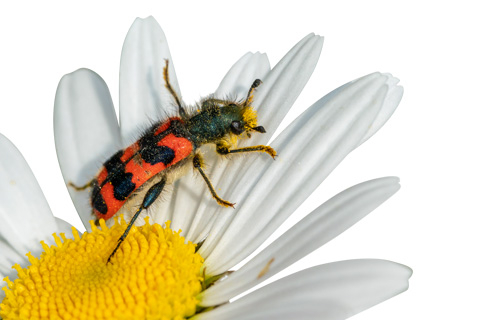 Bienenkäfer