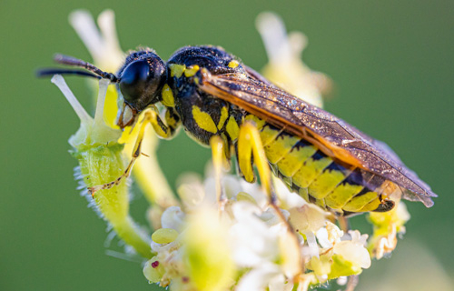 Bienenwolf