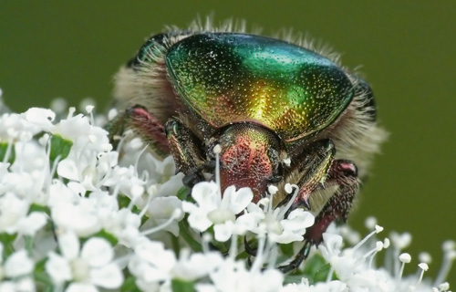 Rosenkäfer