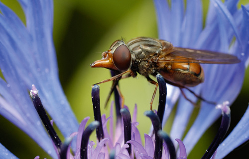 Schwebfliege, Bergflocken-Blume