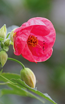 Abutilons