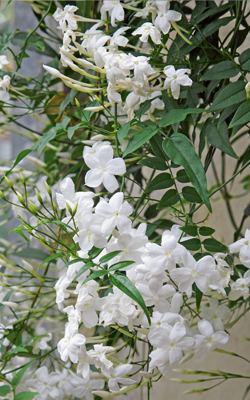 Duftjasmin