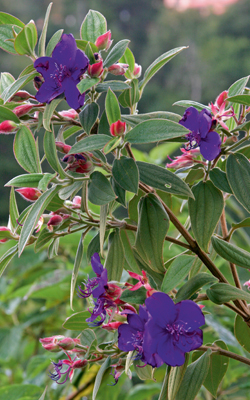 Prinzessinnenblume