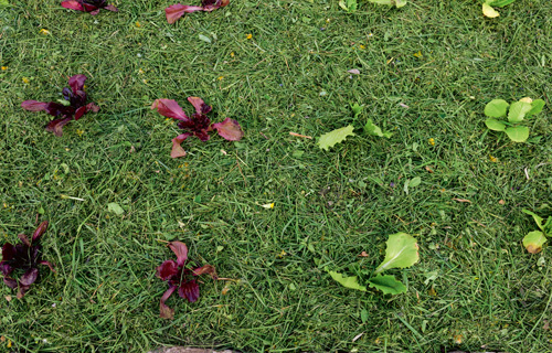 Mulch