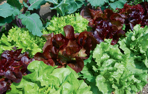 Salat, Winter