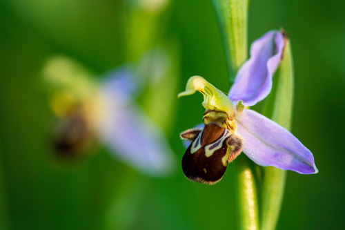 Bienenragwurz