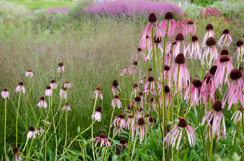 Staudenbeet im Klimawandel