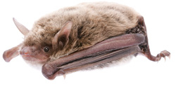 Fledermaus