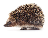 Igel