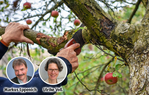 Schnittbeginn im Obstgarten