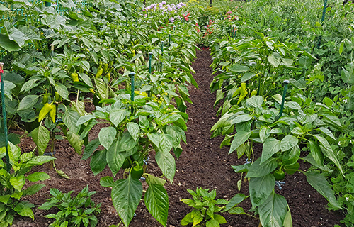 Anbau von Paprika