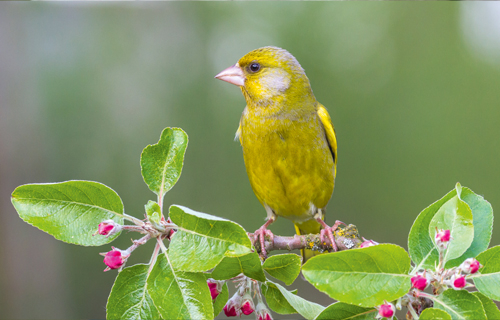 Stunde der Gartenvögel