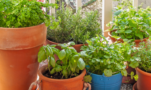 Kräutergarten auf dem Balkon