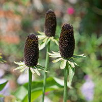 Westlicher Sonnenhut ‘Green Wizard’