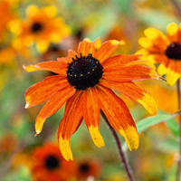 Dreiblättriger Sonnenhut ‘Prairie Glow’