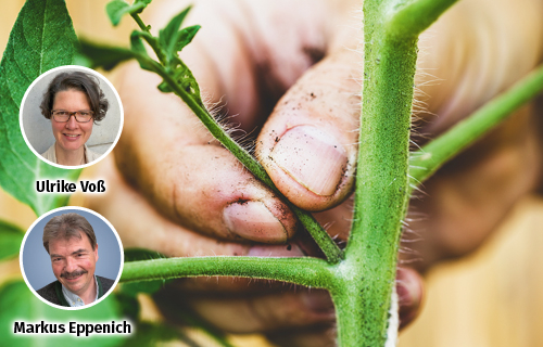 Tomaten und Gurken ausgeizen