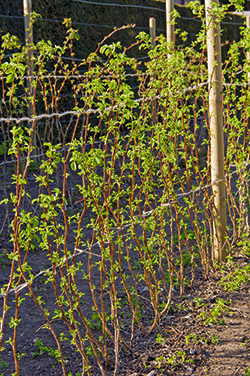 Sommerhimbeeren am Drahtgerüst