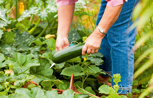 Vergiftung durch bittere Zucchini