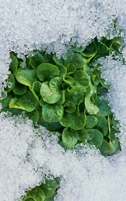 der Klassiker: Feldsalat