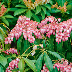 Lavendelheide ‘Valley Valentine’