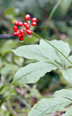Ginsengpflanze