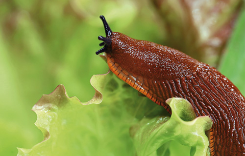Schnecke