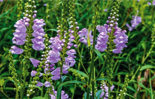 Gelenkblume