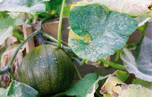 Ernteabfall im Herbst