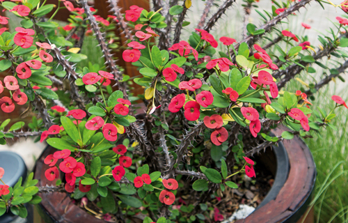 Christusdorn klassisch