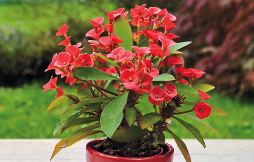 Christusdorn im Topf