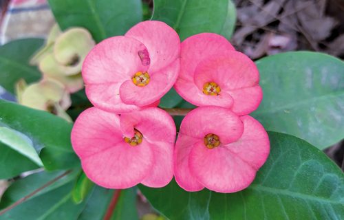 Christusdorn Euphorbia-Lomi-Hybriden