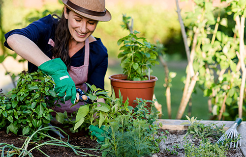 Kräuterbeet anlegen