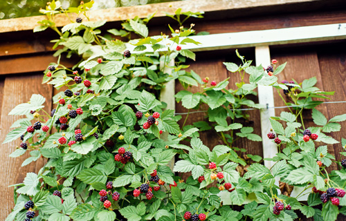 Beeren am Spalier gezogen