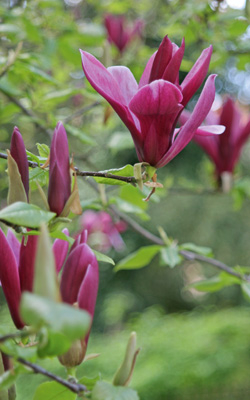 Purpur-Magnolie