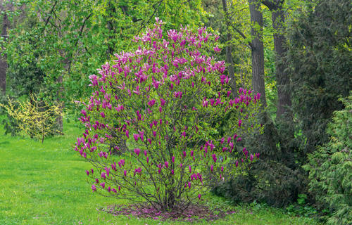 Purpur-Magnolie Wuchsform