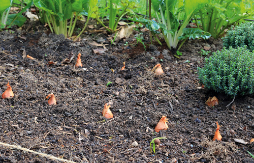 Schalotten im Beet gesteckt