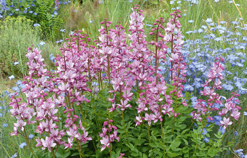 Kerzenstauden bereichern das Beet